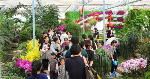 绿博园：蝴蝶兰展、菊展节后仍将继续