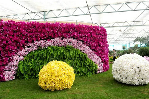 绿博园：蝴蝶兰展、菊展节后仍将继续