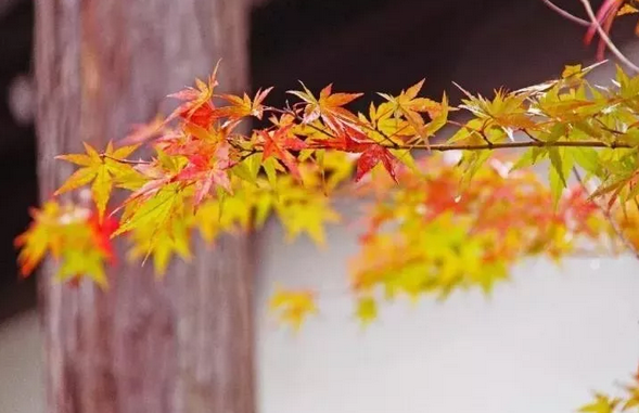 鸡冠洞——此地此景，美丽永恒......