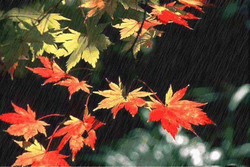 晚秋的雨