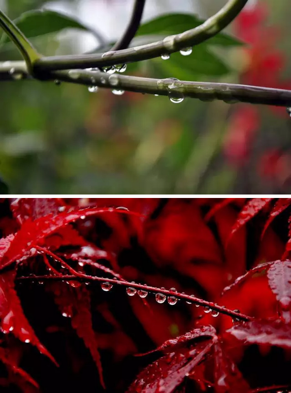 晚秋的雨
