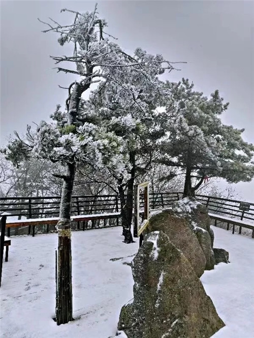 2018年第一场雪来了 西峡老界岭门票全免