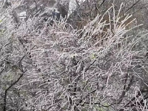 2018年第一场雪来了 西峡老界岭门票全免