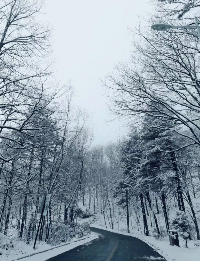 霜红尚未尽，漫山已染白