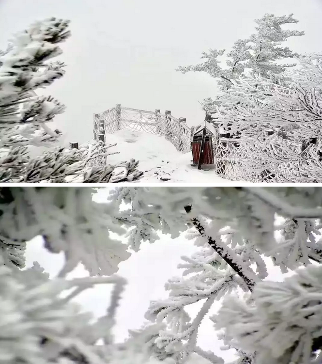 霜红尚未尽，漫山已染白