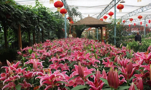 绿博园百合花展筹备进行时 春节如约绽放
