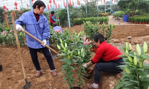 绿博园百合花展筹备进行时 春节如约绽放