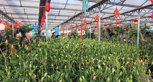 绿博园新春赏花海 百事合意过新年