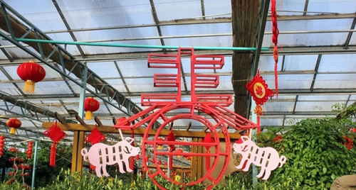 绿博园新春赏花海 百事合意过新年