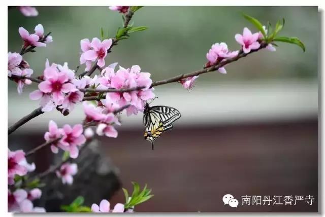 元宵节福利来啦！长寿香严寺门票半价！