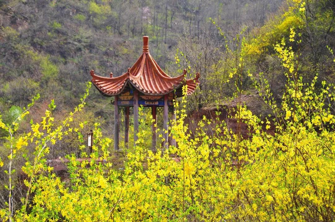 『嗨』草长莺飞花意浓 踏青只向龙潭行~