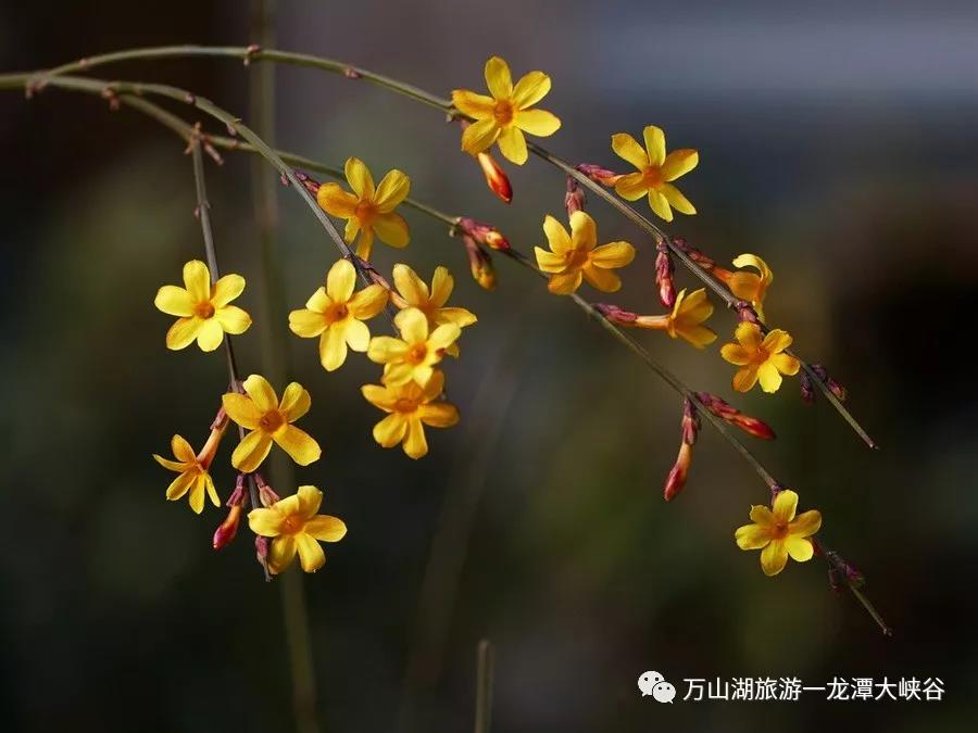 『嗨』草长莺飞花意浓 踏青只向龙潭行~