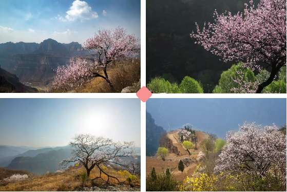 春风十里，醉美的风景在这里——太行大峡谷