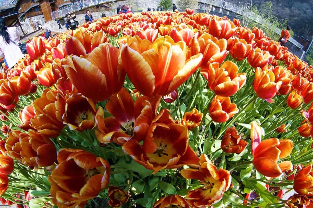 宝泉郁金香踏青赏花节三月惊艳开启,女神节特惠钜献! 宝泉郁金香踏青赏花节三月惊艳开启,女神节特惠钜献!