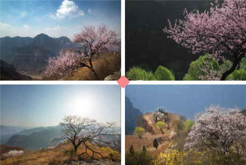 幸福女神节 畅游太行大峡谷 醉在春风里