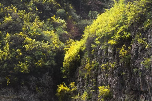 幸福女神节 畅游太行大峡谷 醉在春风里