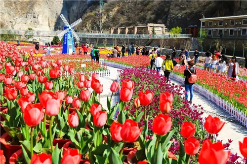 宝泉景区"三八节"免门票 百万郁金香为你绽放