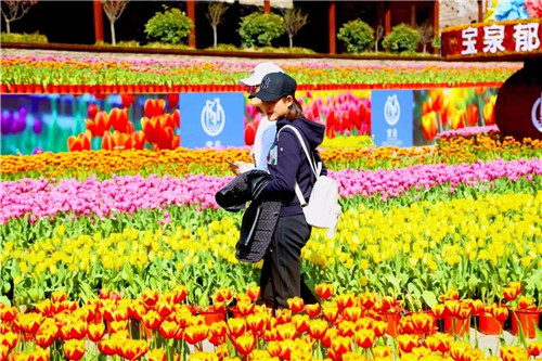 宝泉景区“三八节”免门票 百万郁金香为你绽放
