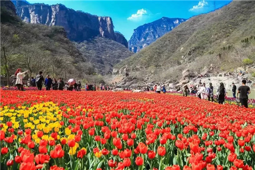 宝泉景区“三八节”免门票 百万郁金香为你绽放