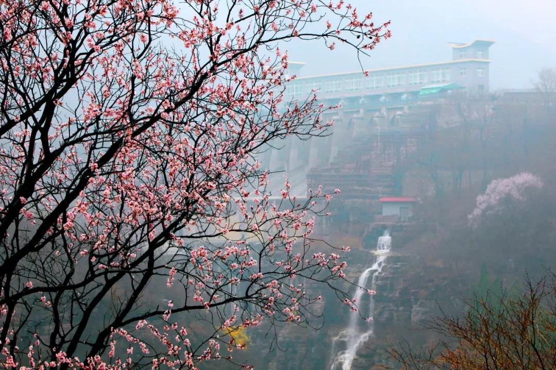 浪漫三月,云台山万亩花海即将缤纷绽放! 浪漫三月,云台山万亩花海即将缤纷绽放!