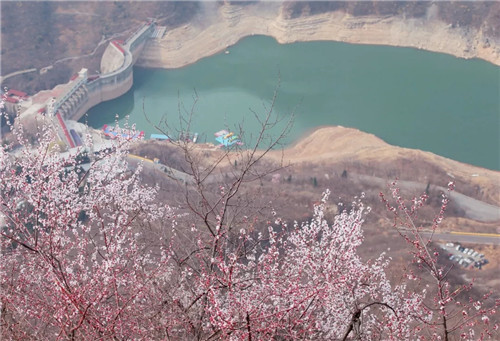 云台山万亩花海即将绽放 来场浪漫的旅行邂逅吧