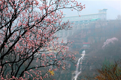 云台山万亩花海即将绽放 来场浪漫的旅行邂逅吧