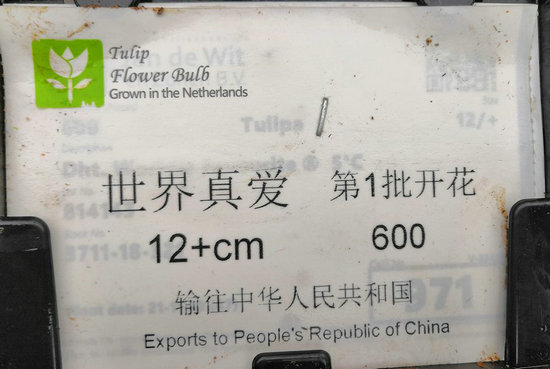 揭秘：宝泉“郁金香”为啥开的这么早？