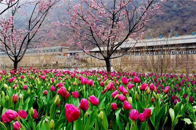 春天赏花有好去处，宝泉郁金香花开成海！