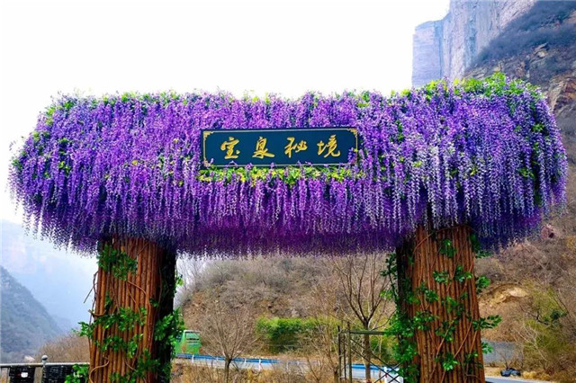 春天赏花有好去处，宝泉郁金香花开成海！