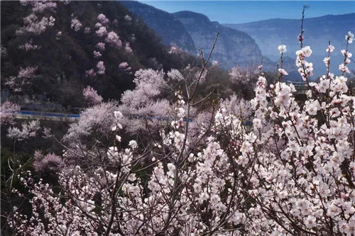福利加磅!3月5日-20日,青天河邀请焦作女士免费赏万亩桃花 福利加磅!3月5日-20日,青天河邀请焦作女士免费赏万亩桃花