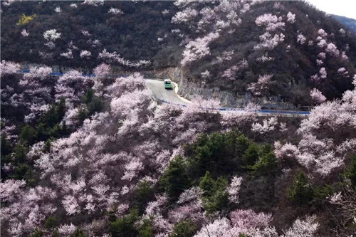 福利加磅!3月5日-20日,青天河邀请焦作女士免费赏万亩桃花 福利加磅!3月5日-20日,青天河邀请焦作女士免费赏万亩桃花