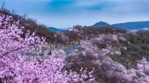福利加磅!3月5日-20日,青天河邀请焦作女士免费赏万亩桃花 福利加磅!3月5日-20日,青天河邀请焦作女士免费赏万亩桃花