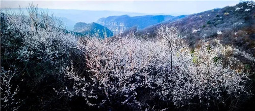 十万亩山桃花含苞待放 3月5日-20日青天河邀焦作女士免费赏