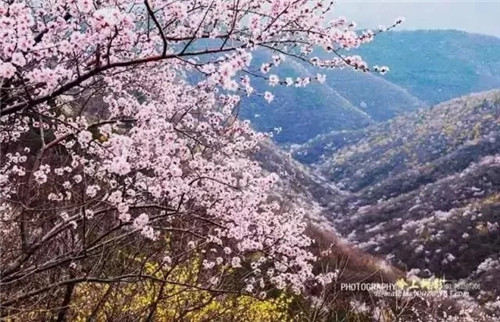 十万亩山桃花含苞待放 3月5日-20日青天河邀焦作女士免费赏