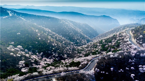 十万亩山桃花含苞待放 3月5日-20日青天河邀焦作女士免费赏