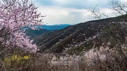 十万亩山桃花含苞待放 3月5日-20日青天河邀焦作女士免费赏