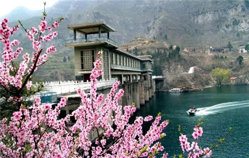 十万亩山桃花含苞待放 3月5日-20日青天河邀焦作女士免费赏