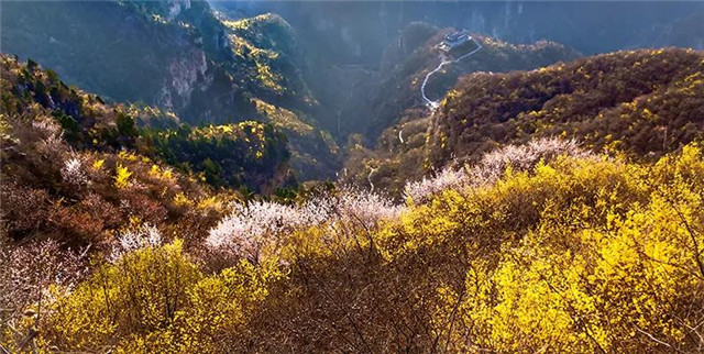女神节全国女士免门票！青龙峡首届迎春花节送您浪漫之旅!