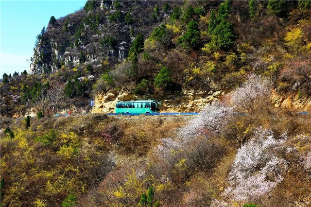 女神节全国女士免门票！青龙峡首届迎春花节送您浪漫之旅!