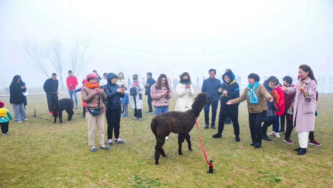 春暖花开，踏青赏花，台儿庄古城迎来初春旅行小高峰