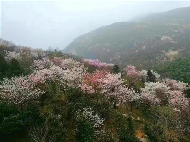 登鸡公山古道  赏“山樱如美人，红颜易消歇”