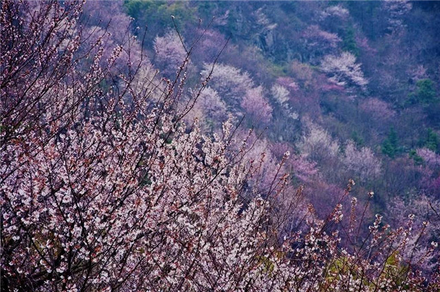 登鸡公山古道  赏“山樱如美人，红颜易消歇”
