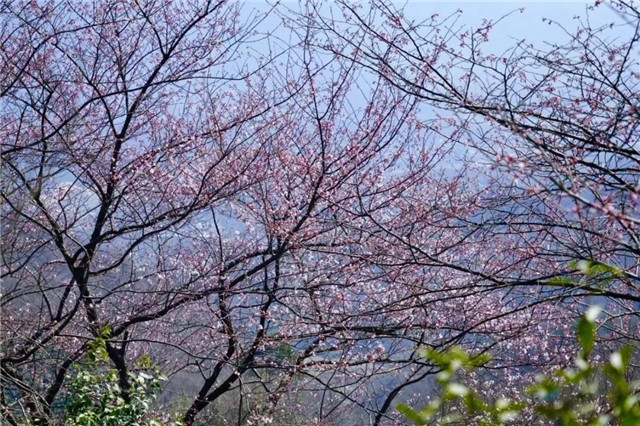 登鸡公山古道  赏“山樱如美人，红颜易消歇”