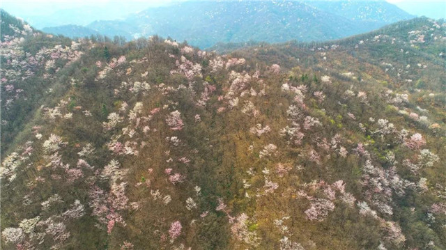 登鸡公山古道  赏“山樱如美人，红颜易消歇”