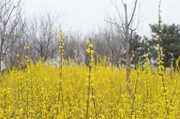绿博园：2019春季问花节3月30日开幕