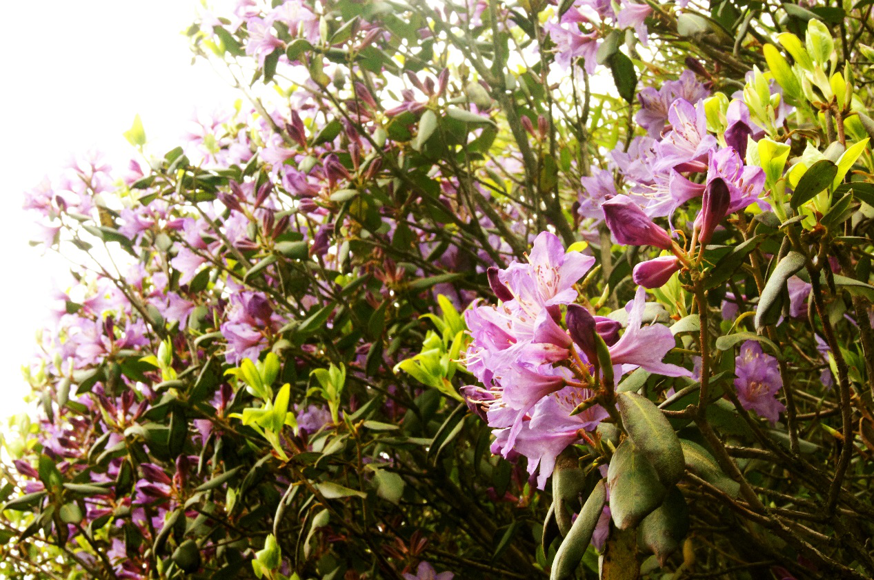 2019首届龙峪湾云巅杜鹃花节即将启幕