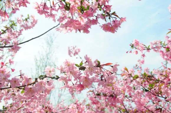 收藏|送你一本绿博园赏花宝典，花期、花语都在里面！