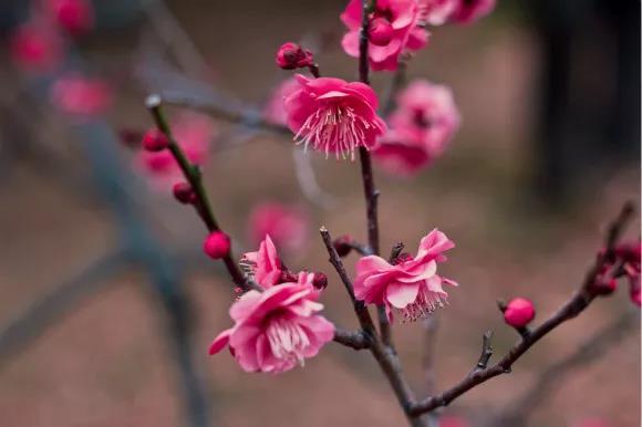 收藏|送你一本绿博园赏花宝典，花期、花语都在里面！