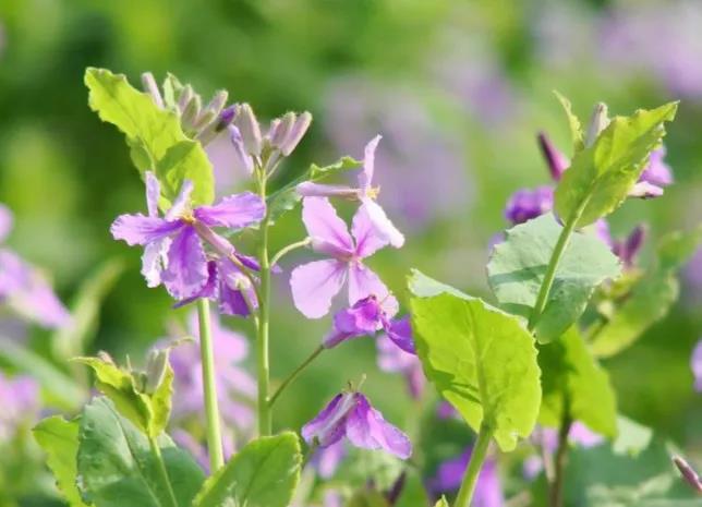 收藏|送你一本绿博园赏花宝典，花期、花语都在里面！