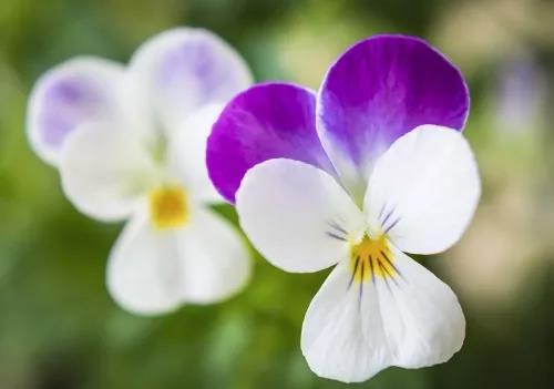 收藏|送你一本绿博园赏花宝典，花期、花语都在里面！